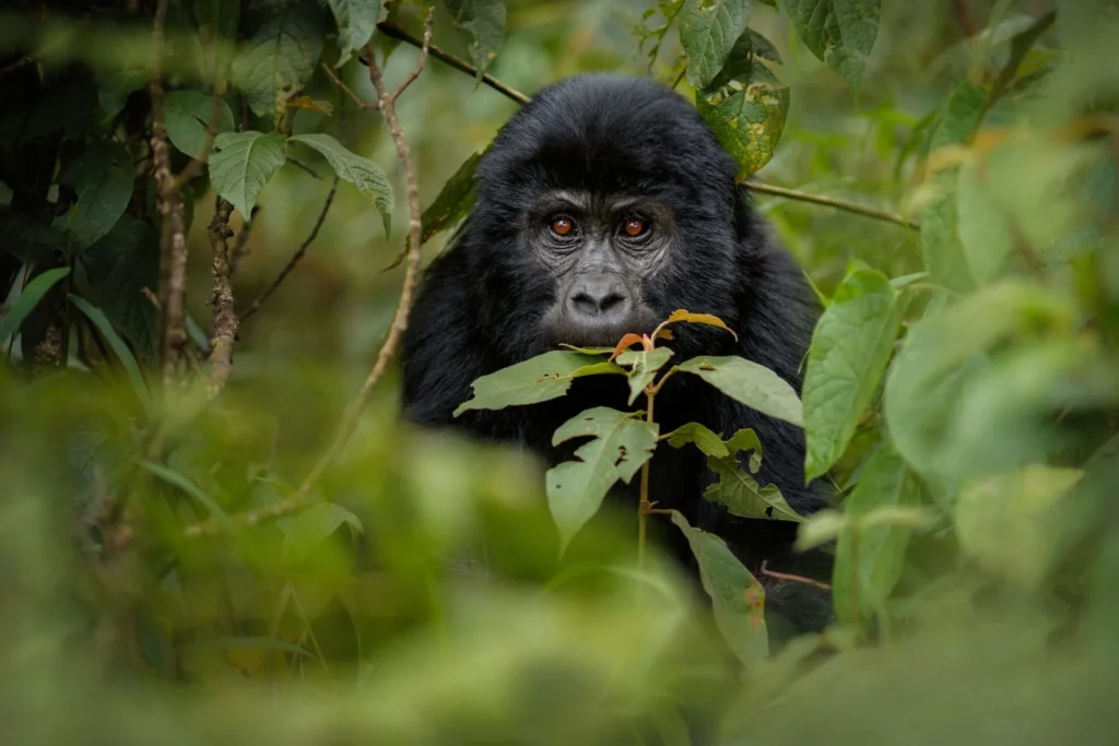 6 DAYS GORILLA TREKKING MASAI MARA GREAT MIGRATION SAFARI