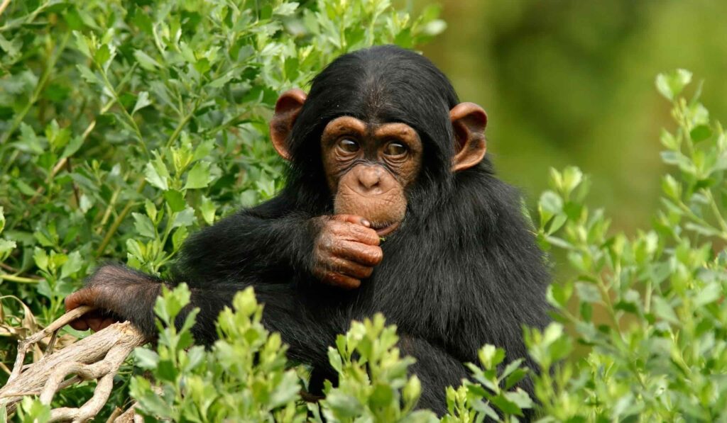 KIBALE FOREST NATIONAL PARK