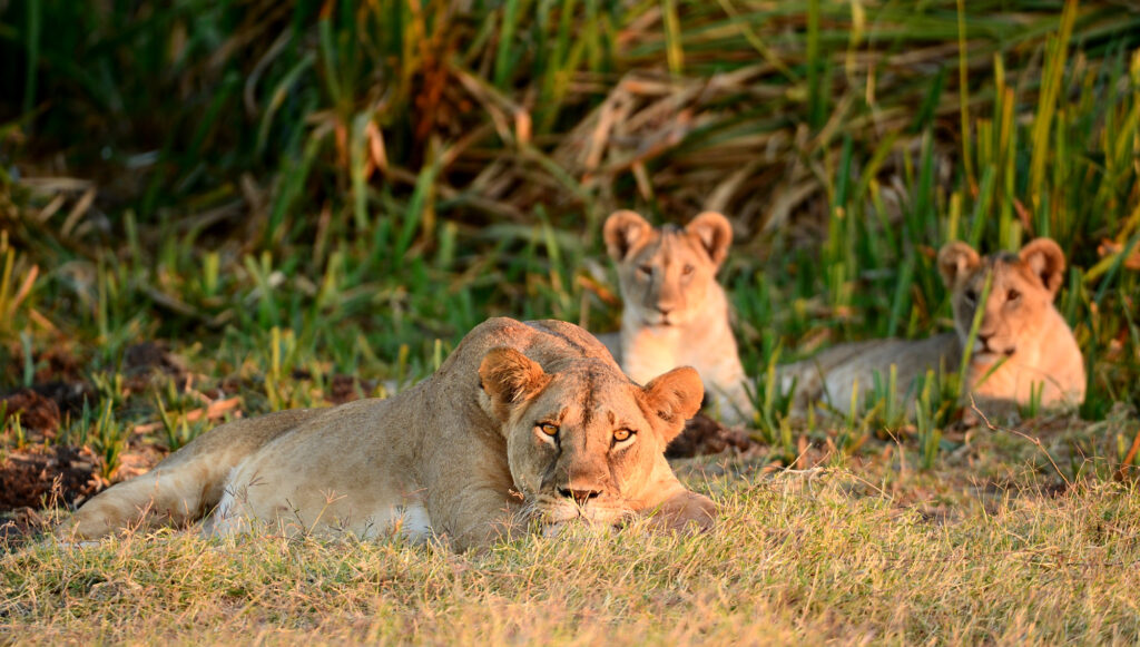 LEWA WILDLIFE CONSERVANCY