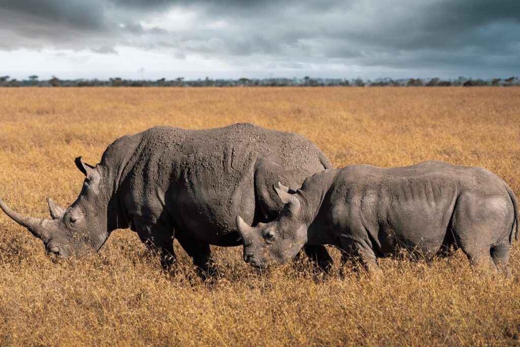 OL PEJETA CONSERVANCY