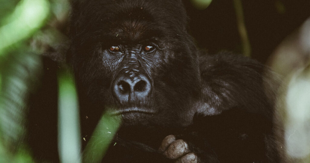 3 DAYS FLY IN UGANDA GORILLA SAFARI