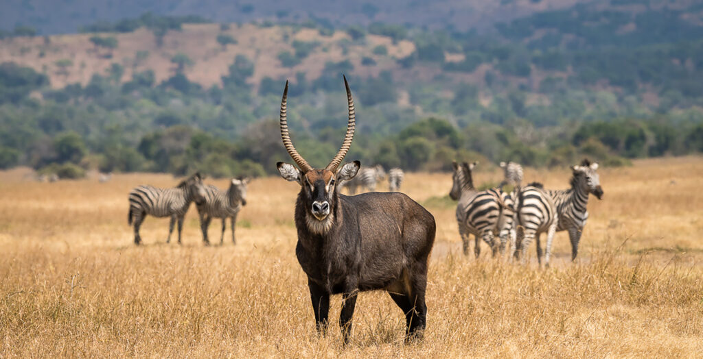 AKAGERA NATIONAL PARK