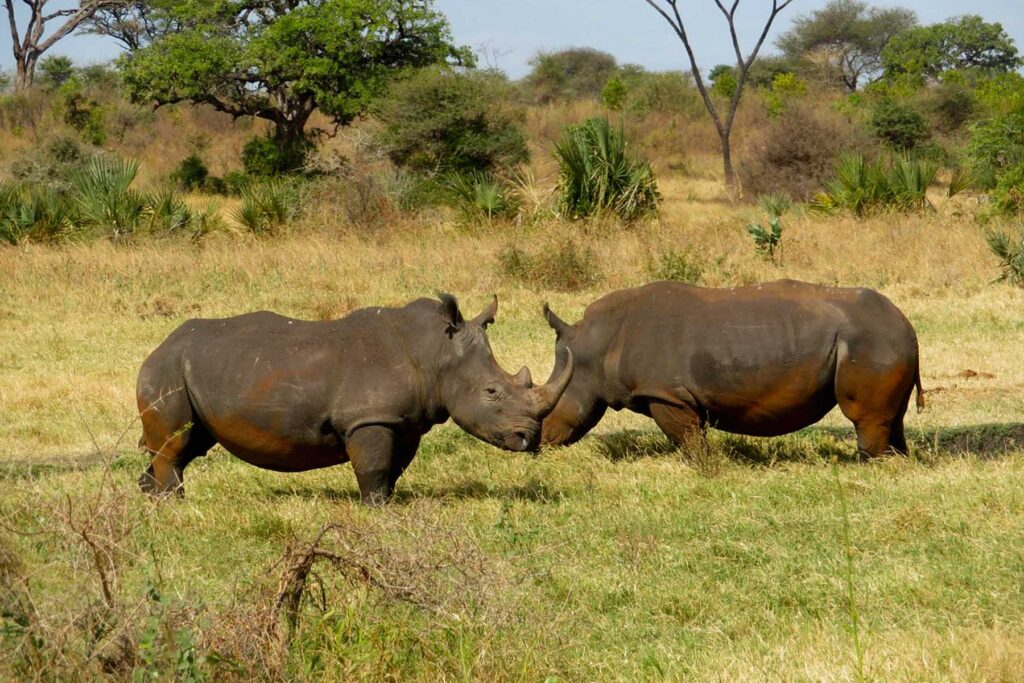 MERU NATIONAL PARK