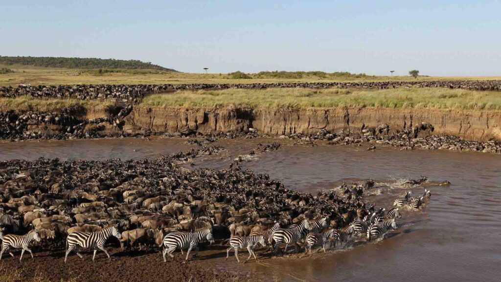 GREAT MIGRATION LUXURY SAFARI