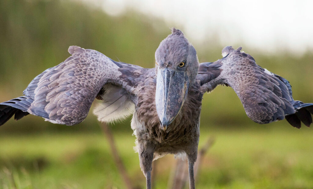 21 DAYS BIRD WATCHING SAFARI UGANDA