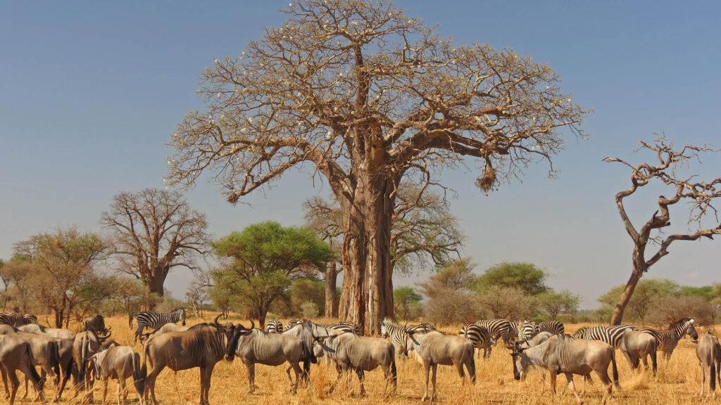 TARANGIRE NATIONAL PARK