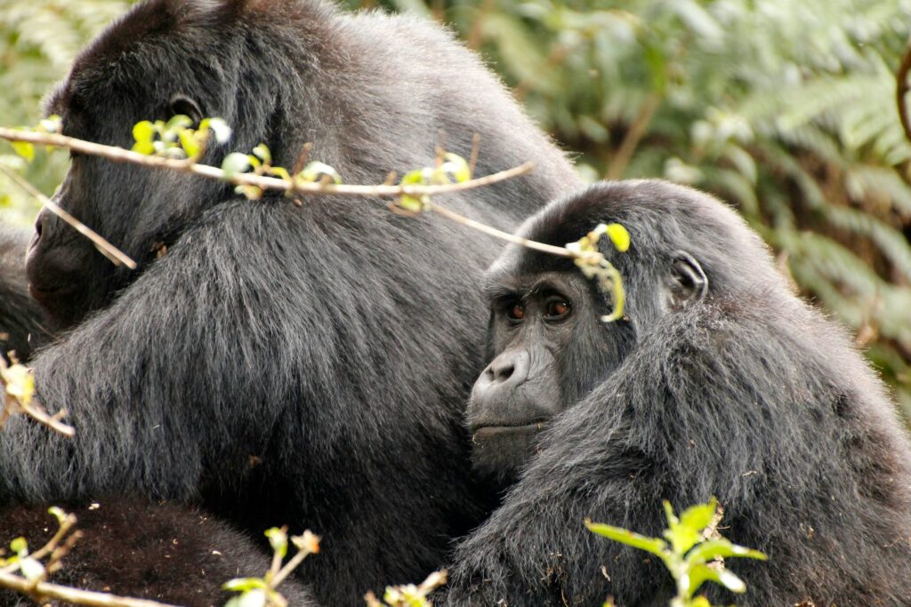 3 DAYS GORILLA SAFARI RWANDA